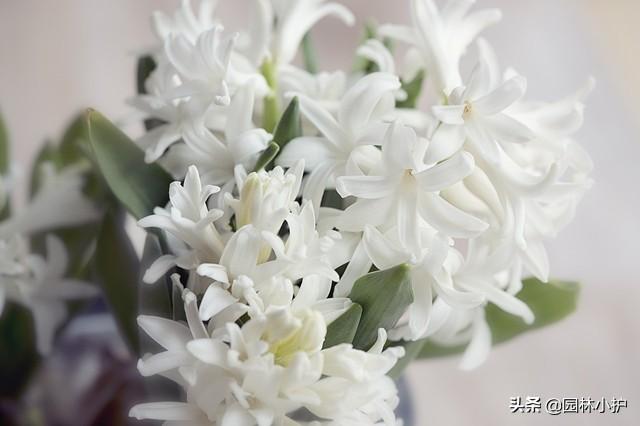 蔷薇适合送给什么人，蔷薇适合送给什么人看（盘点代表暗恋花语的10种花卉）