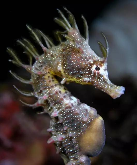 海马属于鱼类吗，海马属于鱼类吗百科（海马是地球上唯一由雄性负责怀孕的生物）