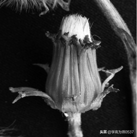 鲫鱼怎么读拼音，鲫鱼怎么读（<2018年新教材>期末测试卷）