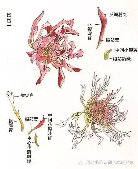 花的画法——菊花的画法，菊花是怎么画（菊花画法大全）