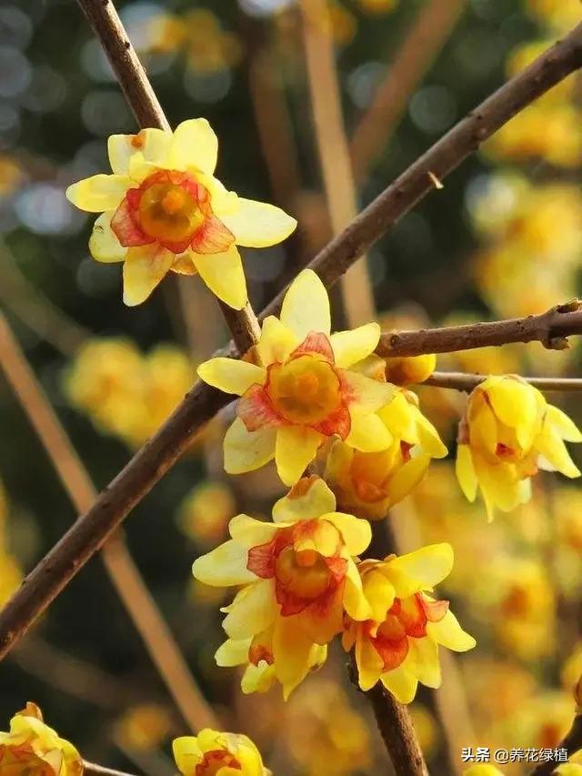 腊梅的花语和象征是什么，腊梅的花语到底是什么（正是腊梅含苞待放时）