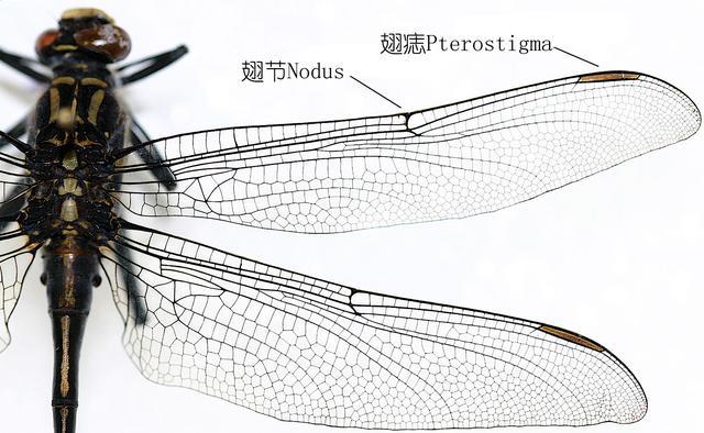 蜻蜓的特点是什么，蜻蜓的特点是什么技能（蜻蜓的特点是什么）