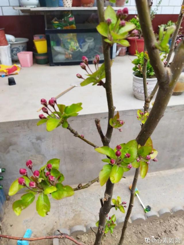 房前屋后种什么树好，在农村院前屋后必种的4种树（“5大鬼树”不要种）