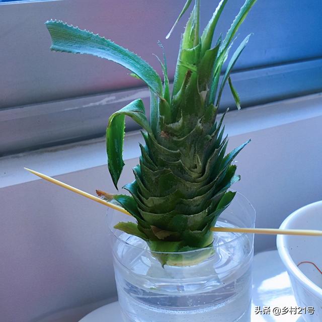菠萝怎么种植方法，菠萝种植几年才能结果（种在盆里5天长根）