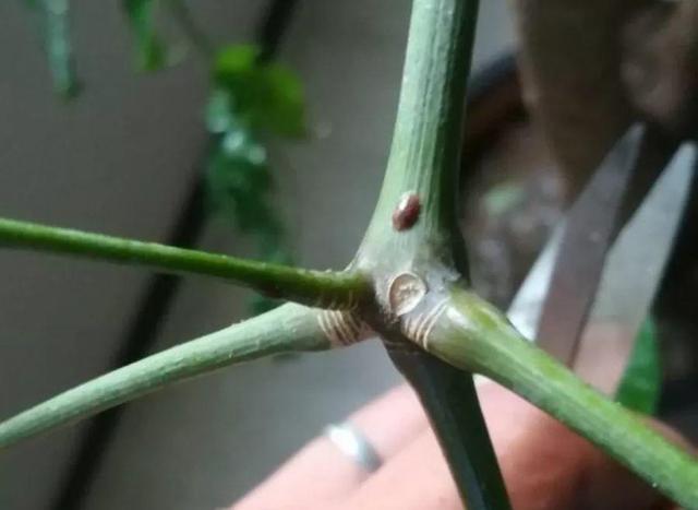 鹅掌柴的作用与功效，鹅掌柴的功效与作用（一养就能养20年）