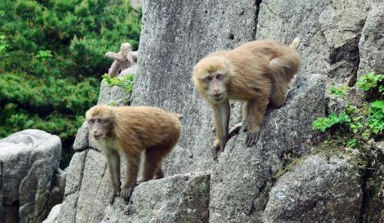 哺乳动物有哪些，世界上哺乳类动物有哪些（哺乳类动物和图片）