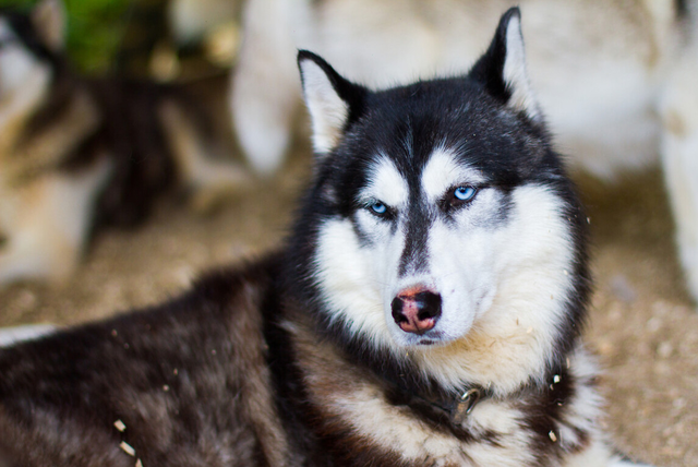 萨摩耶一直扑人怎么办，怎么训练萨摩耶不扑人（常见粘人的狗狗排行榜）