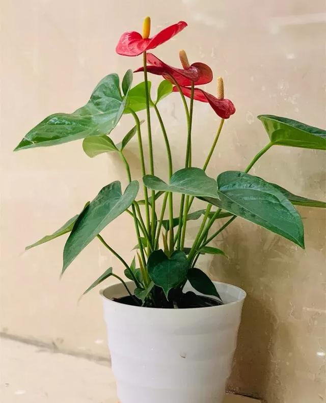 绿萝好养吗,绿萝怎样栽培(绿萝竟然排在倒数第1) 绿萝好养吗,绿萝怎样栽培(绿萝竟然排在倒数第1)