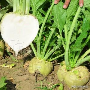 芥菜是什么菜俗称是什么，芥是什么蔬菜（芥菜疙瘩<芥菜>种植正当时）