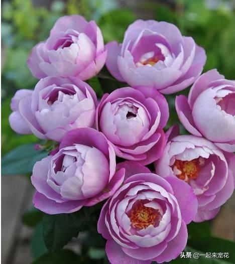 月季的特点月季的详细介绍，月季特点简单介绍（总结出4种香型月季）