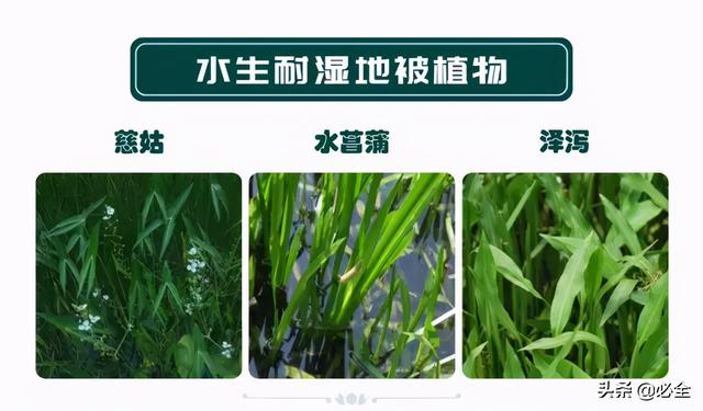 蓬径和冠幅有什么区别，冠径和冠幅是什么意思（这份图文并茂的强烈建议收藏）