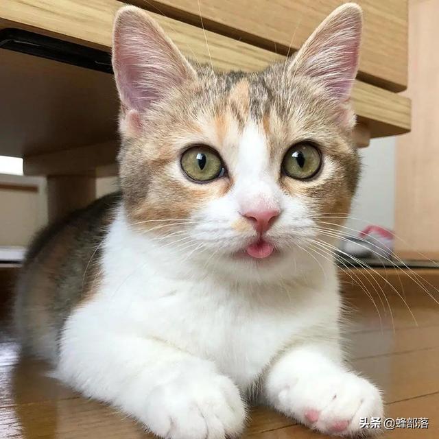 猫咪怎么交配，猫叫春为什么很寒碜