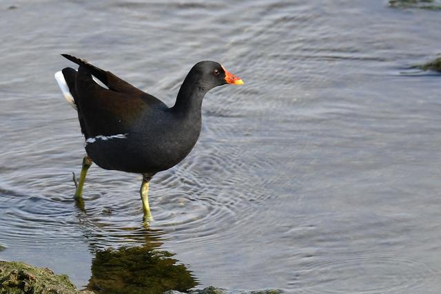 水鸡是什么，水鸡是什么车（西方秧鸡、叽咋柳莺......）
