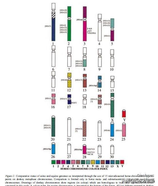 骡子为什么不能生育，为什么骡子不能生育（骡子不能生育的真正原因）