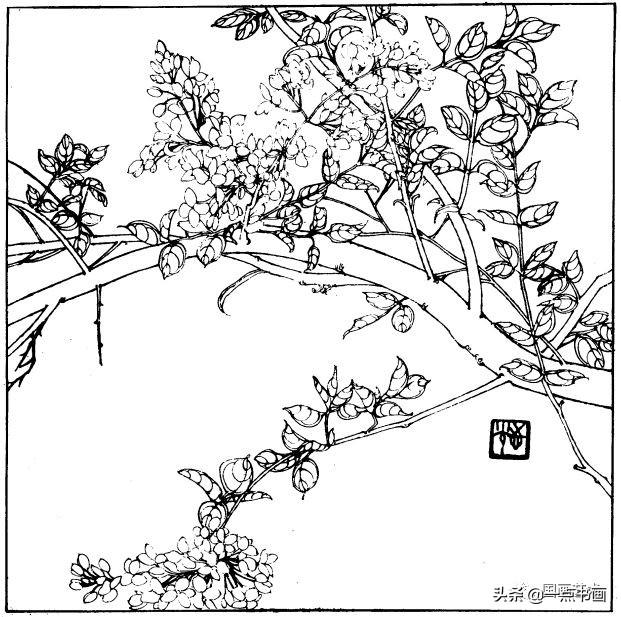简笔画报花名：手绘铅笔画“白杜鹃花”画法，简笔画报花名（百花苑——白描百花分享<一>）