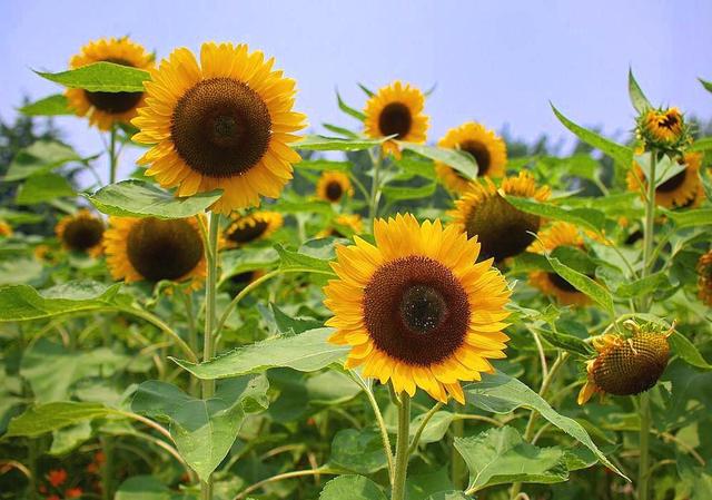 向日葵种植方法和注意事项，向日葵种植方法和注意事项有哪些（栽种向日葵需要满足哪些条件）