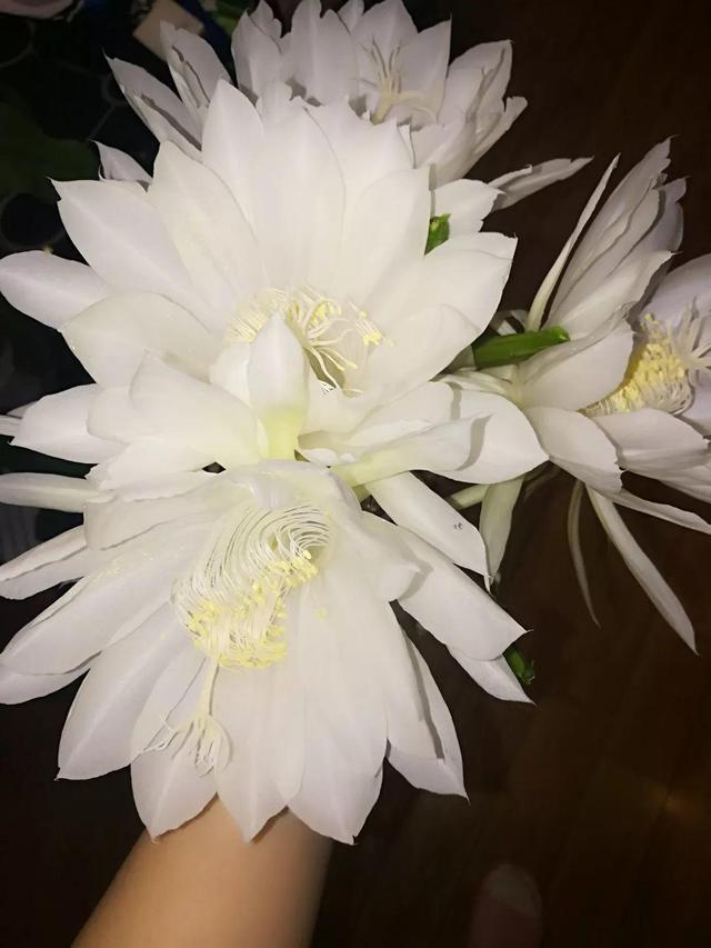 昙花的养殖方法，大叶昙花的养殖方法（嗖嗖开花拦不住）