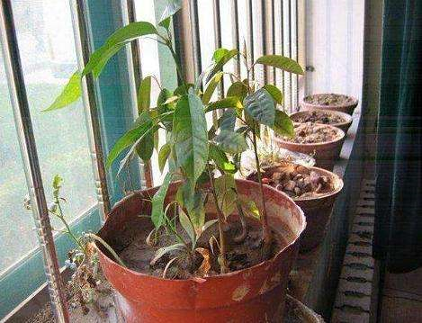 榴莲籽怎么吃最好，榴莲籽怎么吃（他把吃剩的榴莲籽洗干净）