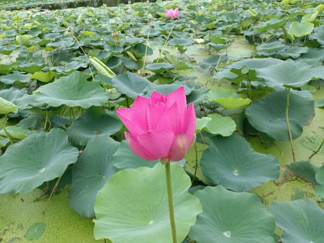 安庆职业技术学院官网，2021级安庆职业技术学院新生开学时间和入学指南及入学军训考试（安庆职业技术学院）