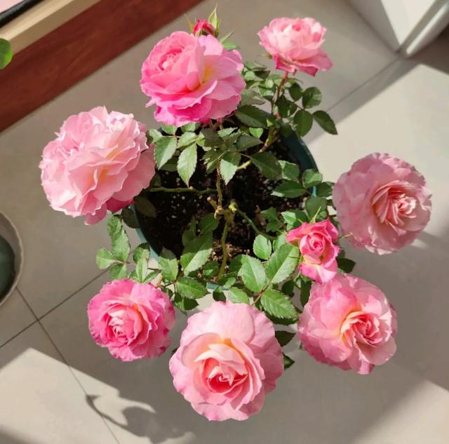 月季花图片,月月红月季花图片(100个月季品种)