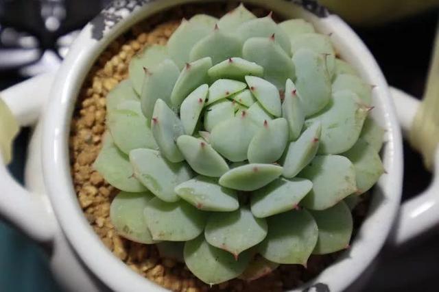 丸叶松绿怎么养，丸叶松绿的叶子可用来繁殖吗（养多肉，记名字，预防老年痴呆）