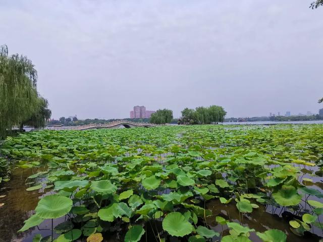 夏雨荷大明湖畔在哪里，大明湖畔的夏雨荷在哪个城市（快来跟“夏雨荷”见个面）