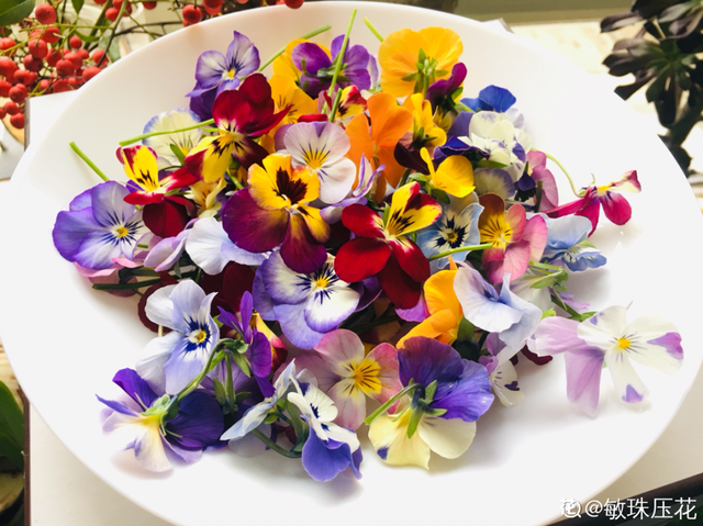 香草兰花怎么养，香兰草怎么种植（屋里养盆“香水花”）