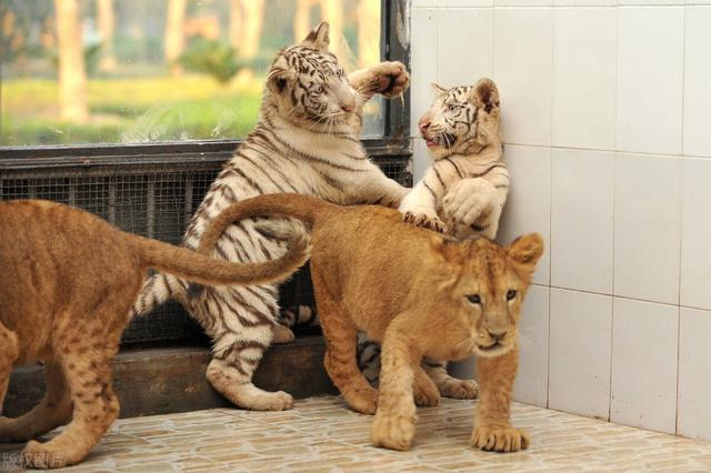 get的短语搭配，turn的固定短语搭配40个（<五百三十三讲>''get''）