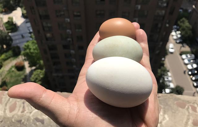 鹅蛋和鸡蛋有什么区别和好处，鸡蛋和鹅蛋的营养价值有什么不同（鸡蛋、鸭蛋和鹅蛋的营养有什么区别）