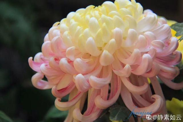 荷花有几种颜色，莲花有几种颜色分别是象征什么（1盆菊花售价1.2万）