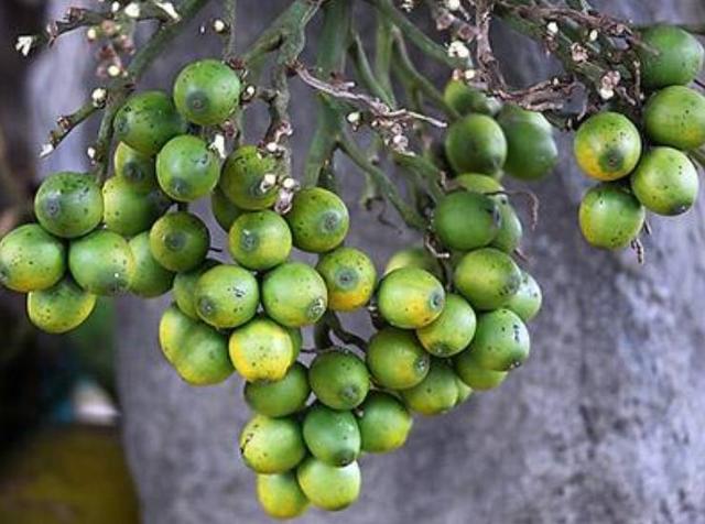 此植物的果实危害大，槟榔果怎么吃