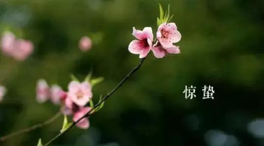 惊蛰是几月几日 惊蛰一般在哪一天，惊蛰是几月几日（万物复苏，今日惊蛰）