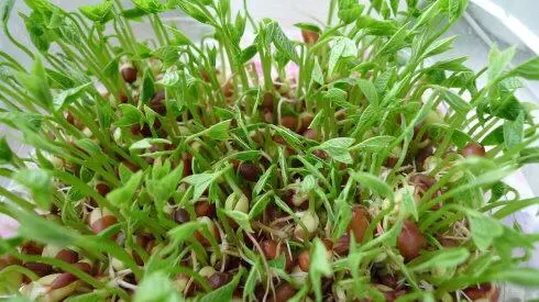 红豆芽可以吃吗，红豆可以发豆芽吗?有什么营养（其实原料常见生产简单）