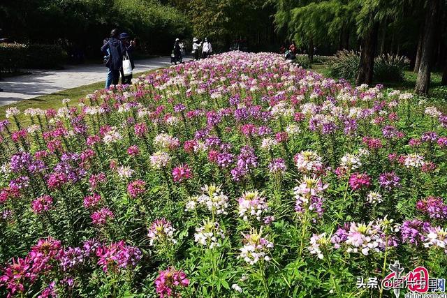 美丽的秋天图片，简单的秋天图片（来看全国各地五彩斑斓的迷人秋色）