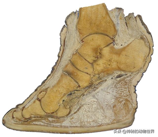 小猫和大象的脚印分别像什么，小猫和大象的脚印分别像什么样子（它们用脚尖在走路）