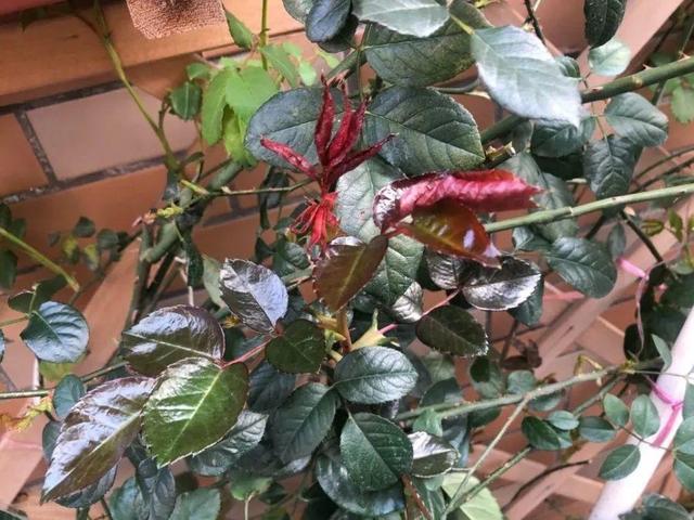 瓜子属于坚果吗，瓜子花生属于坚果类吗（给花吃点瓜子）