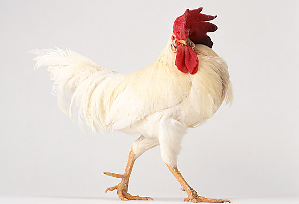 《画鸡》的古诗原文是什么，《画鸡》的古诗原文是什么诗（小学必背古诗词《画鸡》——用思维导图赏析古诗词第五弹）