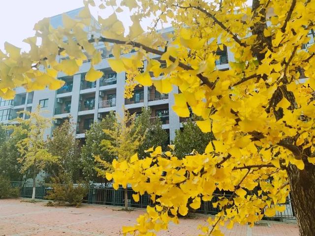 大连财经学院学费，2021年大连财经学院录取通知书查询入口_什么时候收到及发放时间（<八>大连财经学院）