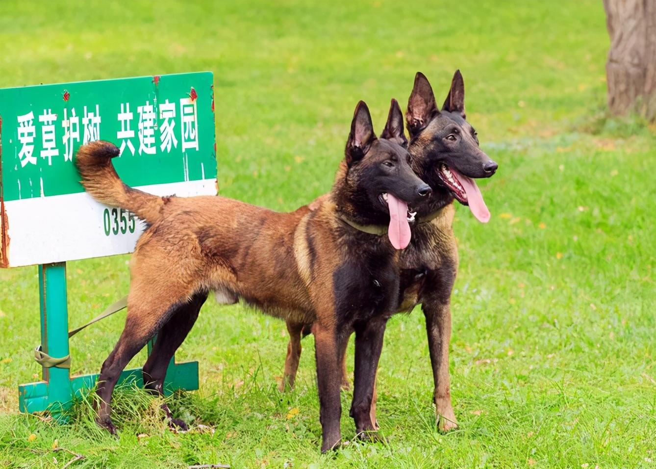 比利时马犬(比利时马犬图片纯种)插图(4)