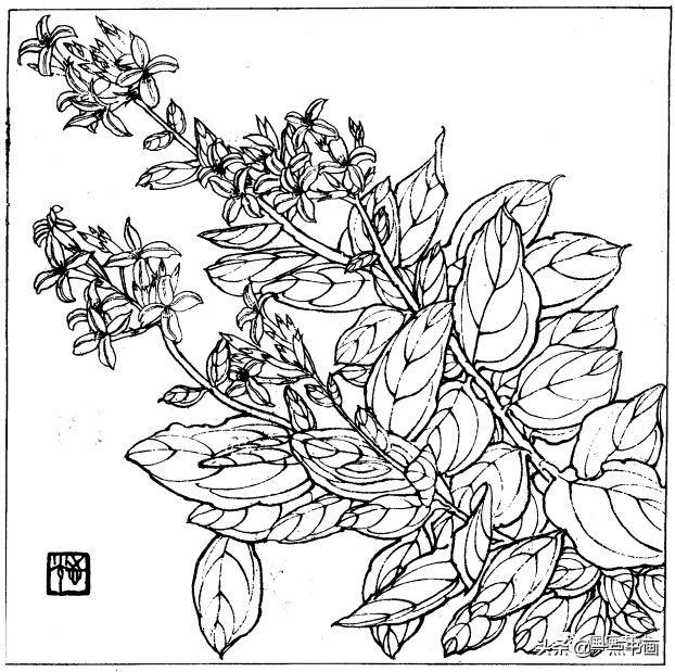 简笔画报花名：手绘铅笔画“白杜鹃花”画法，简笔画报花名（百花苑——白描百花分享<一>）