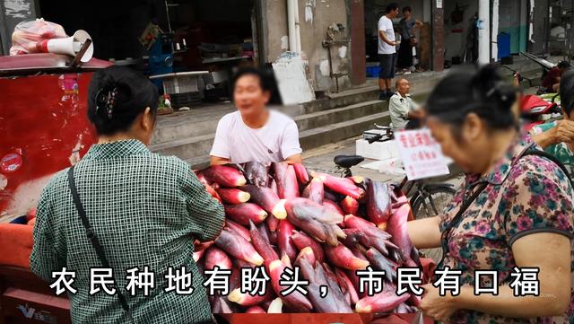 洋荷姜什么人不能吃，洋荷姜什么人不能吃呢（湖北十堰特色蔬菜阳荷姜）