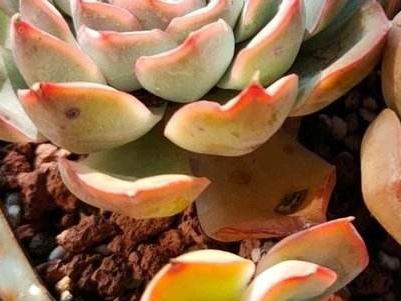 多肉植物怎么繁殖，多肉繁殖的方法（扦插/分株/播种/嫁接）