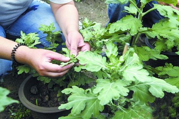 国庆菊的养殖方法，八月菊的种植方法（盆栽菊花管理费时费工）