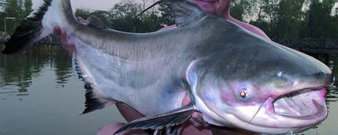 湄公河在我国境内的名称是什么，湄公河在哪里（你真的了解湄公河吗）