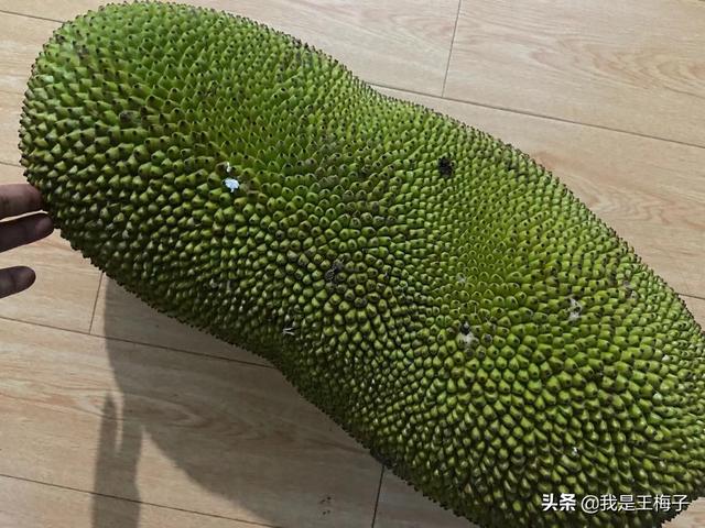 完整的菠萝蜜能放多久，完整的菠萝蜜可以放多久（5年前北方人很少吃菠萝蜜）