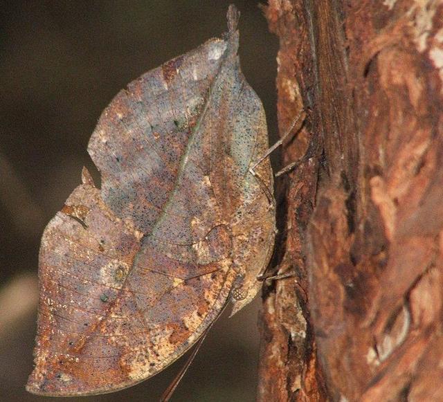 蝴蝶相关介绍，蝴蝶几条腿（世界上最美丽的八种蝴蝶）