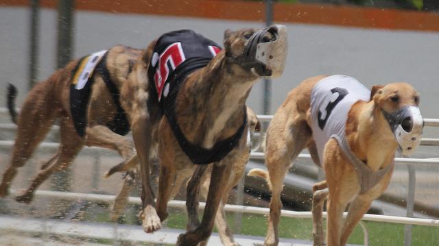 灵提犬（灵缇犬吧），灵缇犬原本受英法贵族喜爱（灵缇犬什么样）