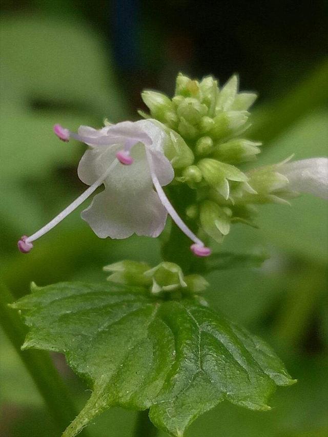 鱼腥草图片，却是有名的草药（鱼腥草图片植物图片）