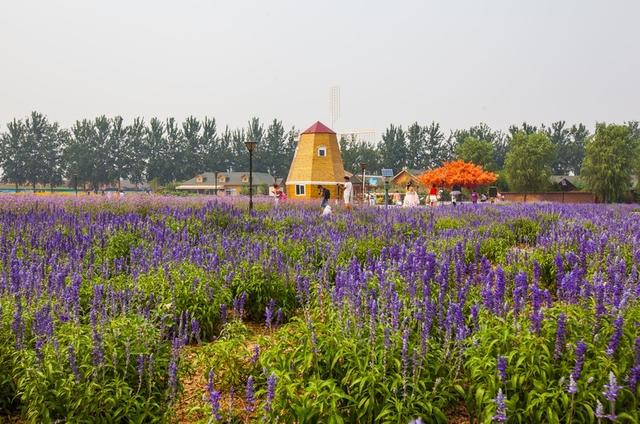 北京蓝调薰衣草庄园，北京薰衣草庄园（北京的蓝调薰衣草庄园就能狠狠浪漫一把）