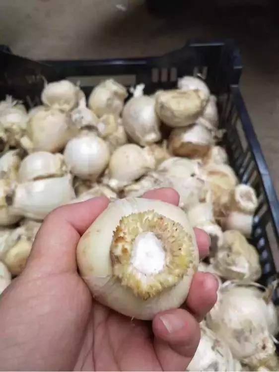 洋葱长芽了会开花吗，洋葱长芽了会开花吗有毒吗（阳台种点“大葱”）